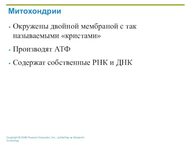 Митохондрии Окружены двойной мембраной с так называемыми «кристами» Производят АТФ Содержат собственные РНК и ДНК