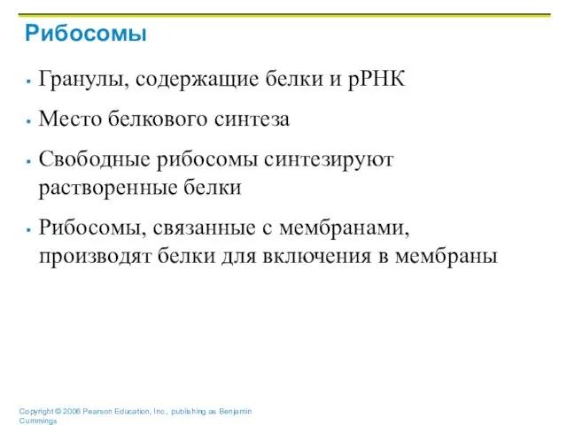 Рибосомы Гранулы, содержащие белки и рРНК Место белкового синтеза Свободные рибосомы синтезируют