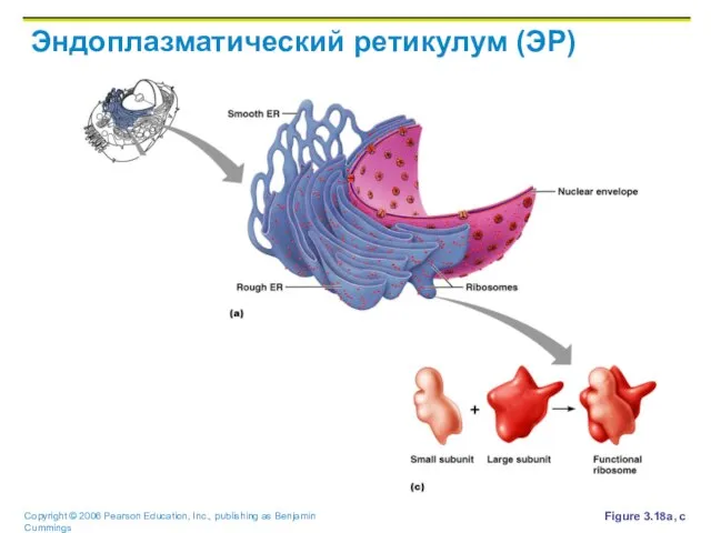 Эндоплазматический ретикулум (ЭР) Figure 3.18a, c