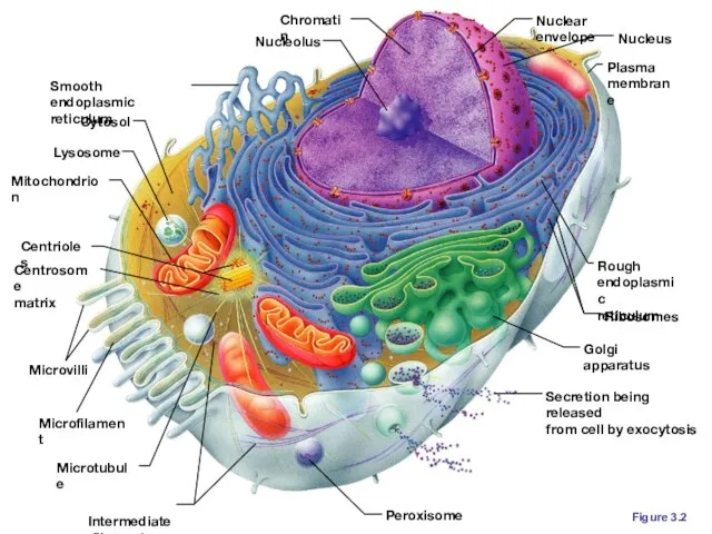 Figure 3.2 Secretion being released from cell by exocytosis Peroxisome Ribosomes Rough