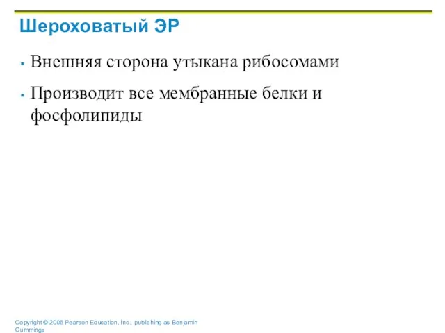 Шероховатый ЭР Внешняя сторона утыкана рибосомами Производит все мембранные белки и фосфолипиды