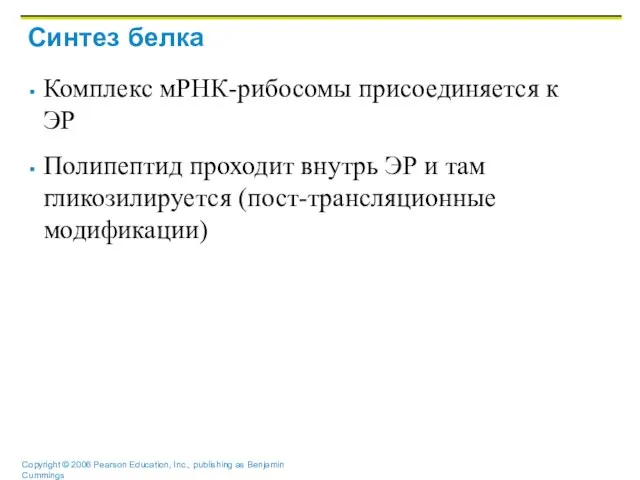 Синтез белка Комплекс мРНК-рибосомы присоединяется к ЭР Полипептид проходит внутрь ЭР и там гликозилируется (пост-трансляционные модификации)