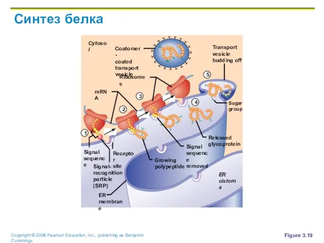 Синтез белка Figure 3.19
