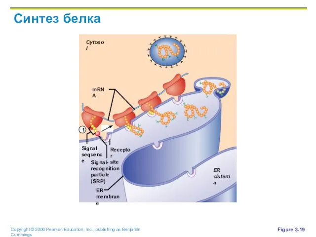 Синтез белка Figure 3.19