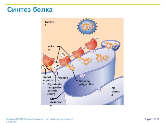 Синтез белка Figure 3.19