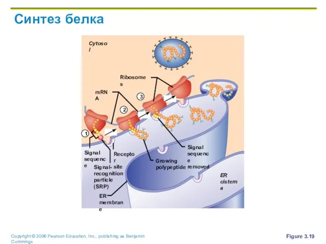 Синтез белка Figure 3.19