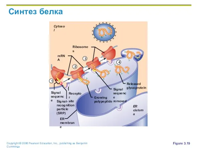 Синтез белка Figure 3.19