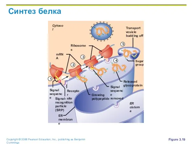 Синтез белка Figure 3.19