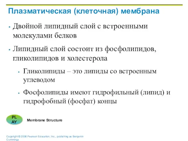 Двойной липидный слой с встроенными молекулами белков Липидный слой состоит из фосфолипидов,