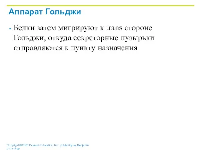 Аппарат Гольджи Белки затем мигрируют к trans стороне Гольджи, откуда секреторные пузырьки отправляются к пункту назначения