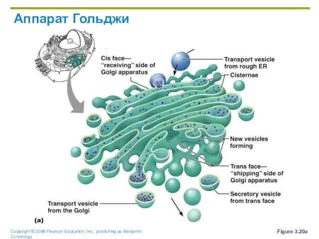 Аппарат Гольджи Figure 3.20a