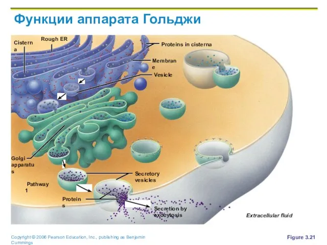 Функции аппарата Гольджи Figure 3.21