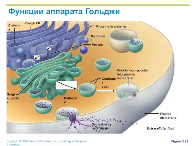 Функции аппарата Гольджи Figure 3.21