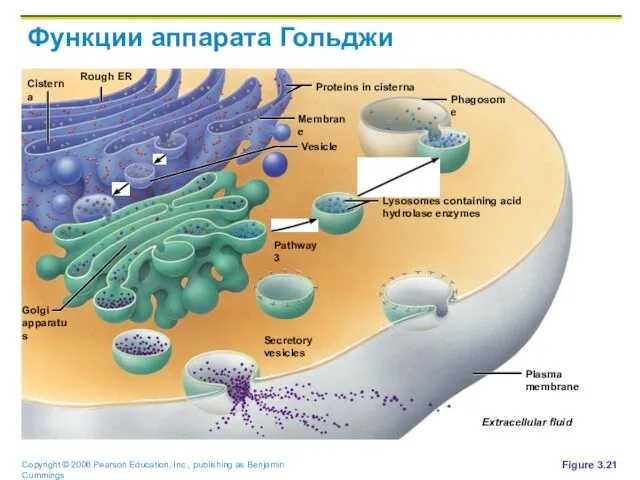 Функции аппарата Гольджи Figure 3.21