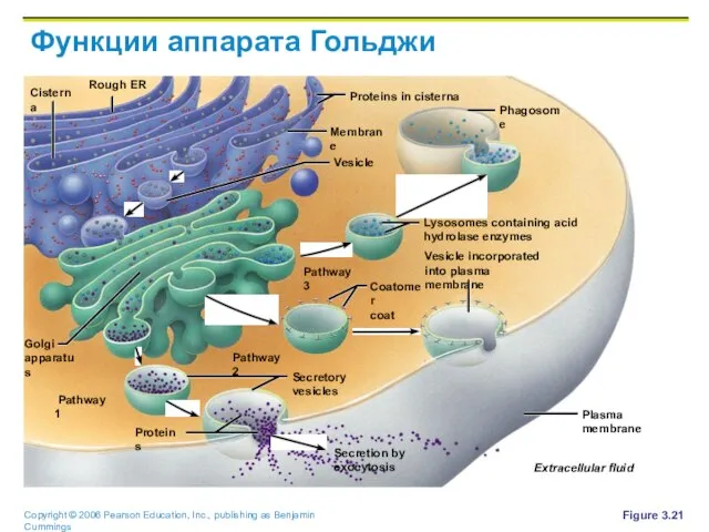 Функции аппарата Гольджи Figure 3.21