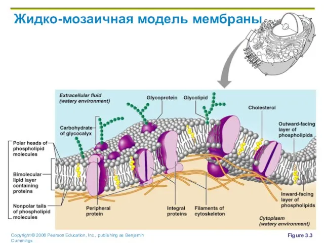 Жидко-мозаичная модель мембраны Figure 3.3