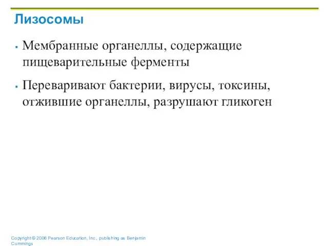 Лизосомы Мембранные органеллы, содержащие пищеварительные ферменты Переваривают бактерии, вирусы, токсины, отжившие органеллы, разрушают гликоген