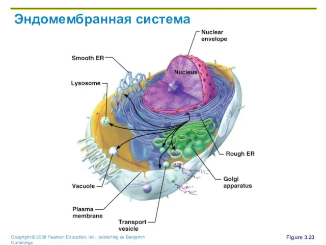 Эндомембранная система Figure 3.23