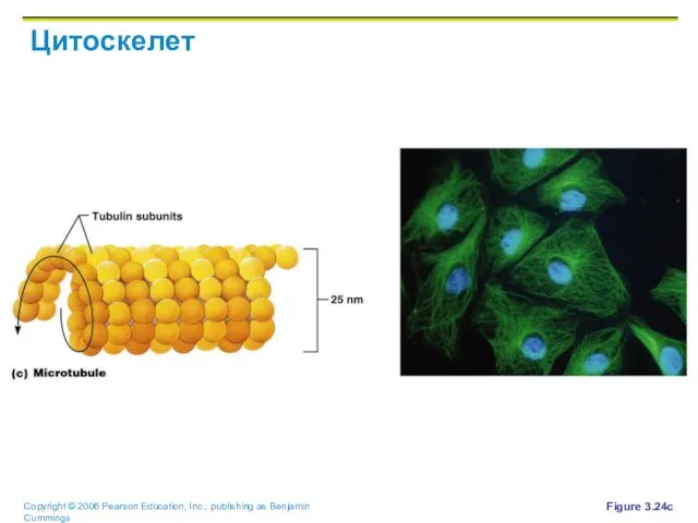 Цитоскелет Figure 3.24c