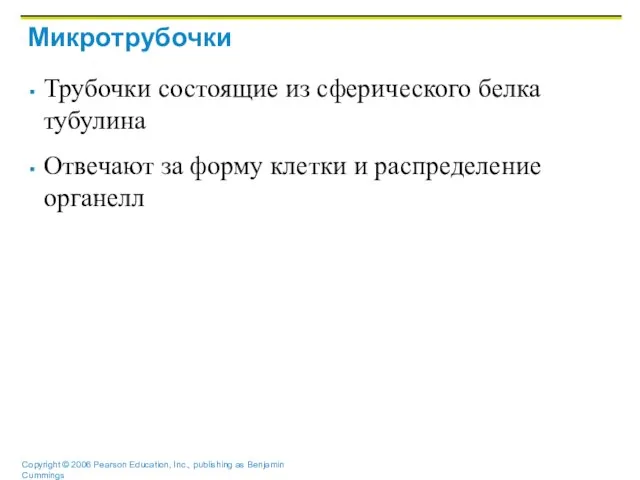 Микротрубочки Трубочки состоящие из сферического белка тубулина Отвечают за форму клетки и распределение органелл