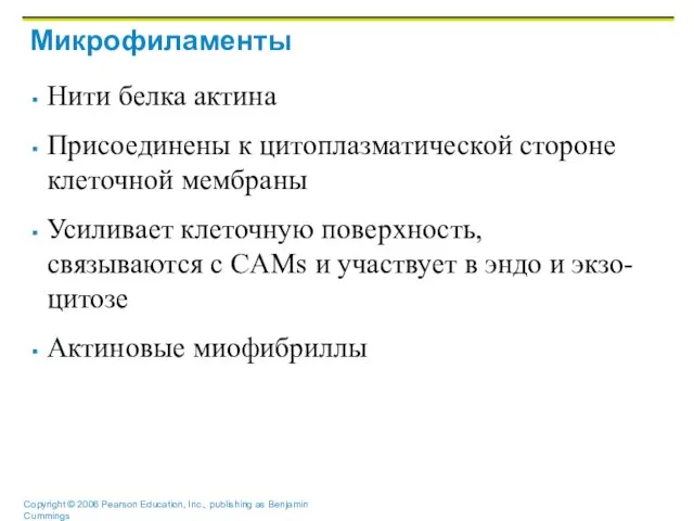 Микрофиламенты Нити белка актина Присоединены к цитоплазматической стороне клеточной мембраны Усиливает клеточную