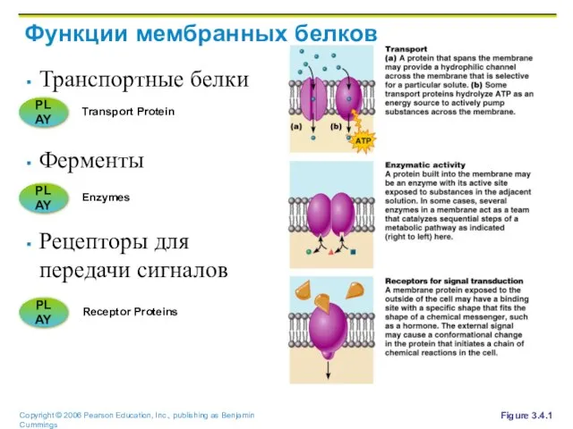 Функции мембранных белков Транспортные белки Ферменты Рецепторы для передачи сигналов Figure 3.4.1