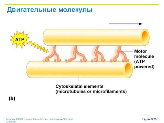 Двигательные молекулы Figure 3.25b