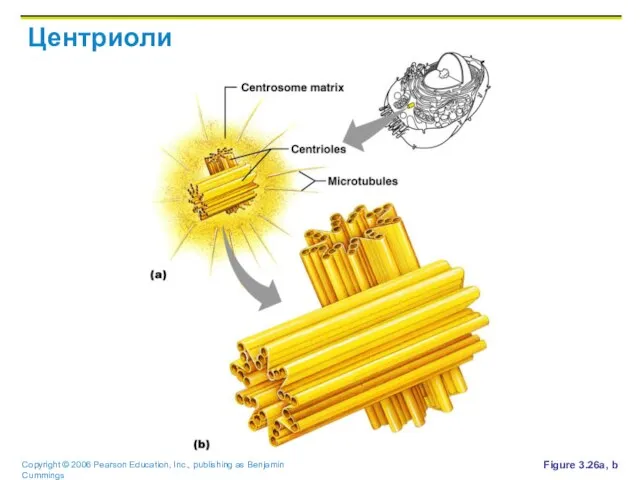 Центриоли Figure 3.26a, b