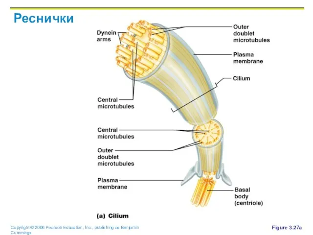 Реснички Figure 3.27a