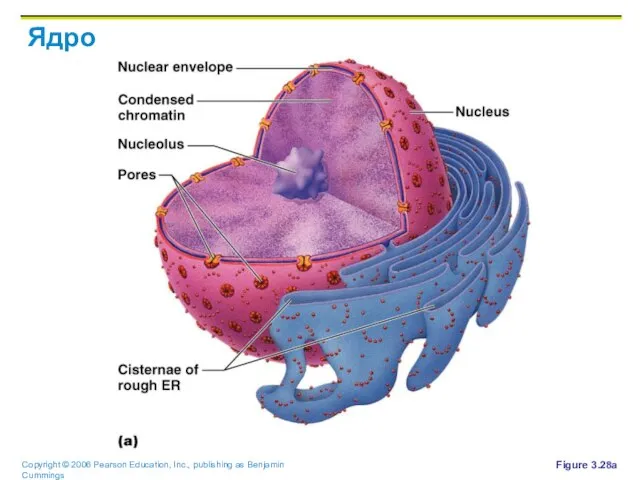 Ядро Figure 3.28a