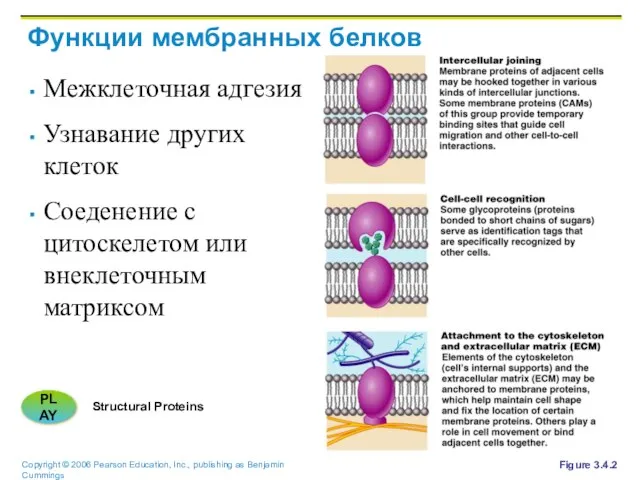 Функции мембранных белков Межклеточная адгезия Узнавание других клеток Соеденение с цитоскелетом или