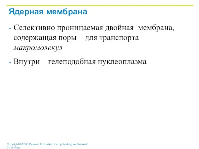 Ядерная мембрана Селективно проницаемая двойная мембрана, содержащая поры – для транспорта макромолекул Внутри – гелеподобная нуклеоплазма