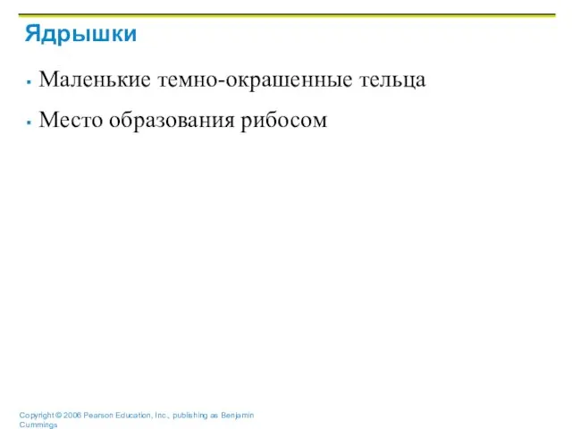 Ядрышки Маленькие темно-окрашенные тельца Место образования рибосом