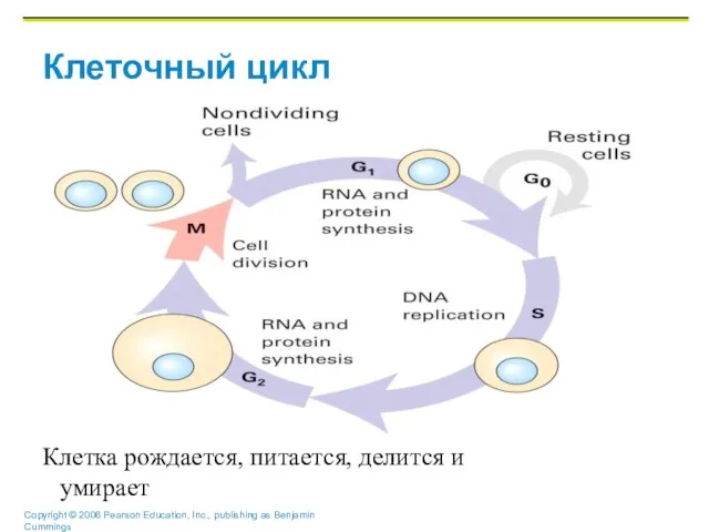 Клеточный цикл Клетка рождается, питается, делится и умирает