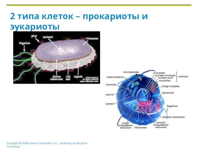 2 типа клеток – прокариоты и эукариоты