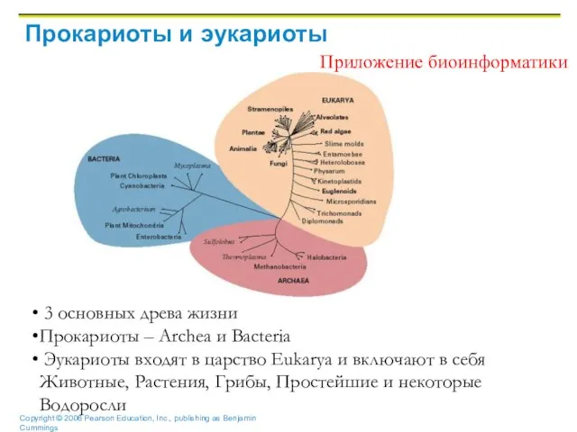 Прокариоты и эукариоты 3 основных древа жизни Прокариоты – Archea и Bacteria