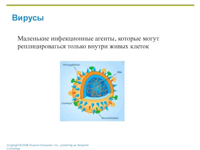 Вирусы Маленькие инфекционные агенты, которые могут реплицироваться только внутри живых клеток