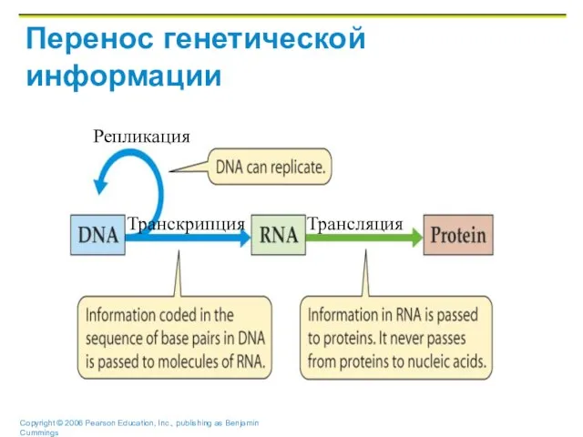 Перенос генетической информации Трансляция Транскрипция Репликация