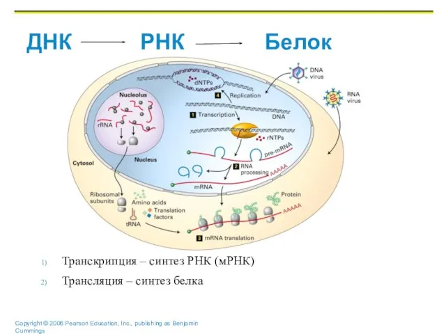 ДНК РНК Белок Транскрипция – синтез РНК (мРНК) Трансляция – синтез белка