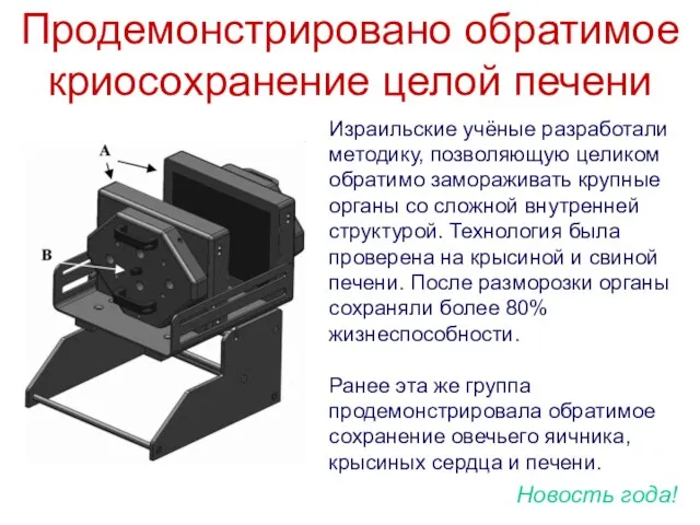 Продемонстрировано обратимое криосохранение целой печени Израильские учёные разработали методику, позволяющую целиком обратимо