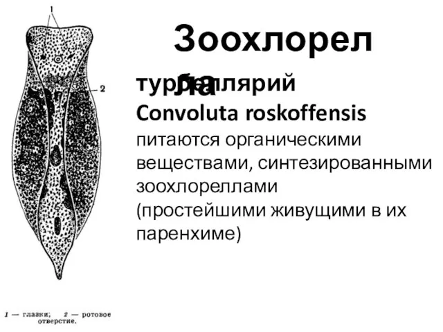 Зоохлорелла турбеллярий Convoluta roskoffensis питаются органическими веществами, синтезированными зоохлореллами (простейшими живущими в их паренхиме)