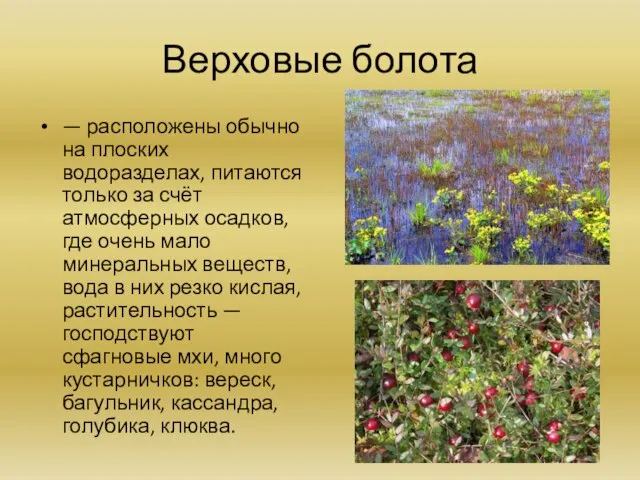 Верховые болота — расположены обычно на плоских водоразделах, питаются только за счёт