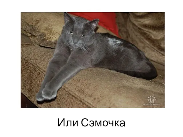 Или Сэмочка