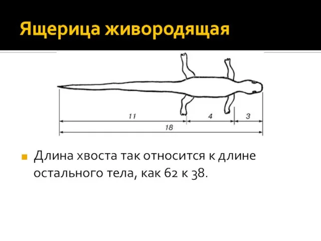 Ящерица живородящая Длина хвоста так относится к длине остального тела, как 62 к 38.