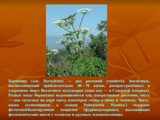 Борщевик (лат. Heracléum) — род растений семейства Зонтичные, насчитывающий приблизительно 60—70 видов,