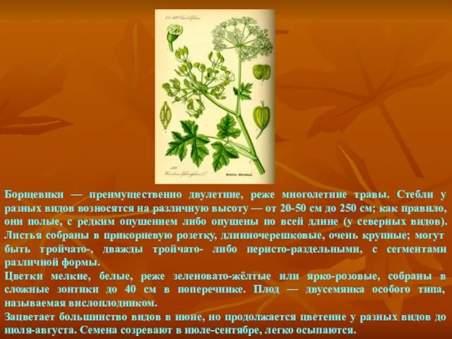 Борщевики — преимущественно двулетние, реже многолетние травы. Стебли у разных видов возносятся