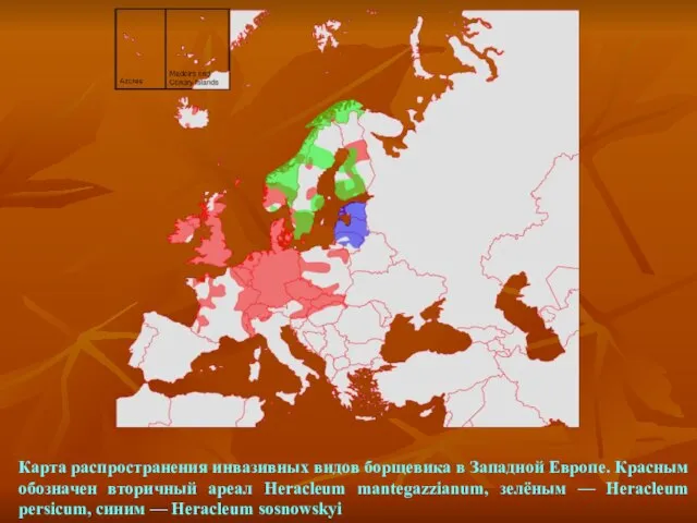 Карта распространения инвазивных видов борщевика в Западной Европе. Красным обозначен вторичный ареал