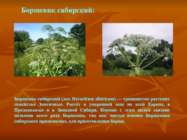 Борщевик сибирский: Борщеви́к сиби́рский (лат. Heracléum sibíricum) — травянистое растение семейства Зонтичные.