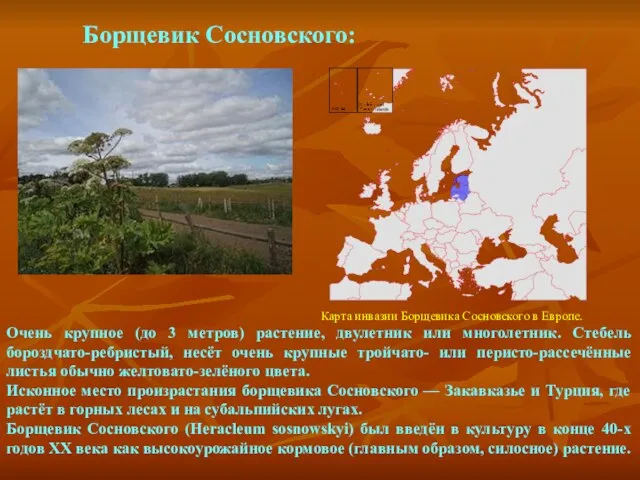 Борщевик Сосновского: Очень крупное (до 3 метров) растение, двулетник или многолетник. Стебель