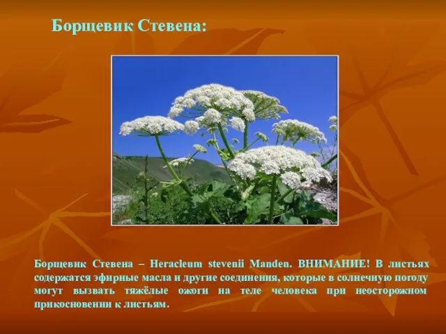 Борщевик Стевена: Борщевик Стевена – Heracleum stevenii Manden. ВНИМАНИЕ! В листьях содержатся